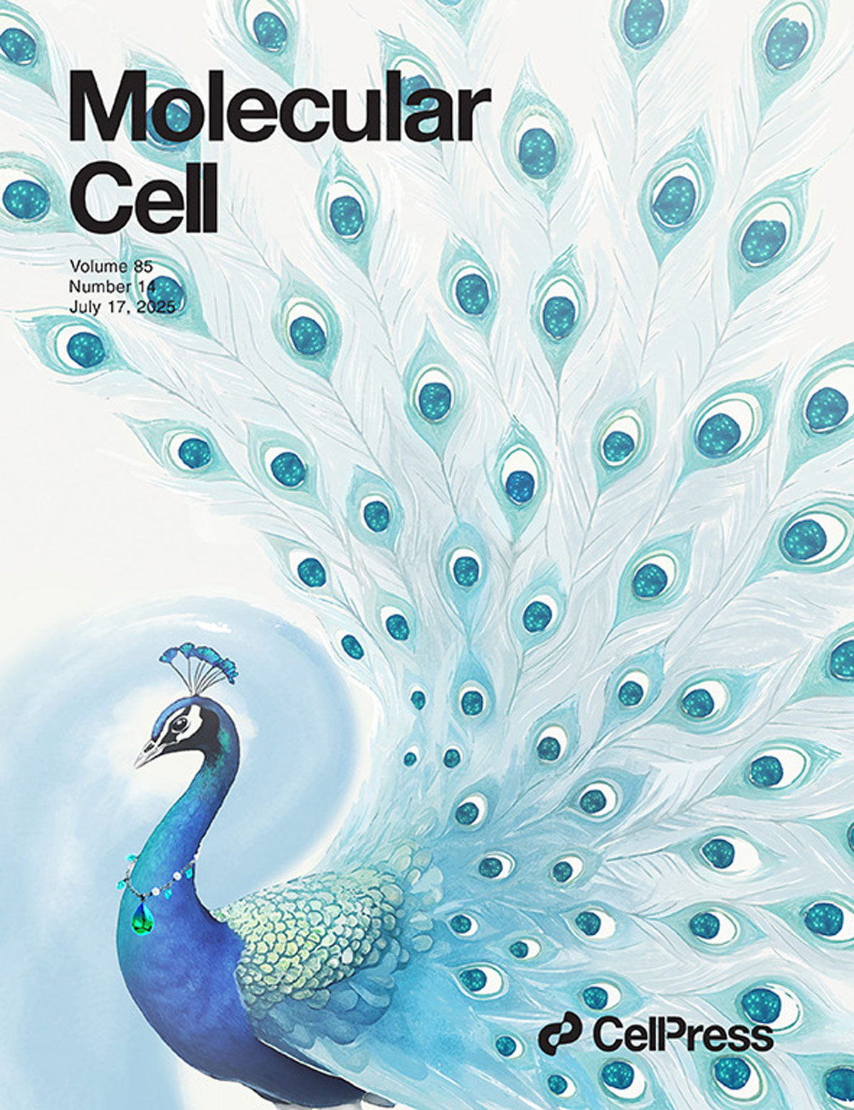 『Designed cover was featured in Molecular Cell』Lactic acid modification of YTHDC1 opens up a new target for kidney cancer treatment!