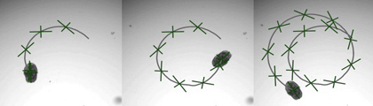 Meet AggreBots: The Tiny Living Robots, Engineered from Human Lung Cells